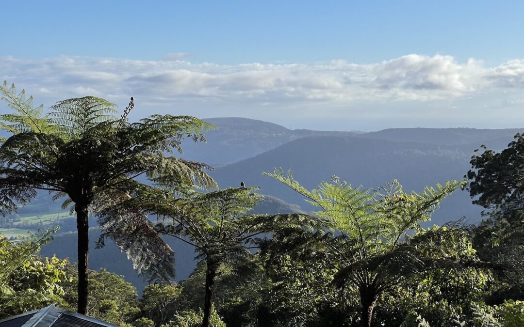 View on the mountains in the distance and tree ferns in foreground at Binna Burra in Queensland