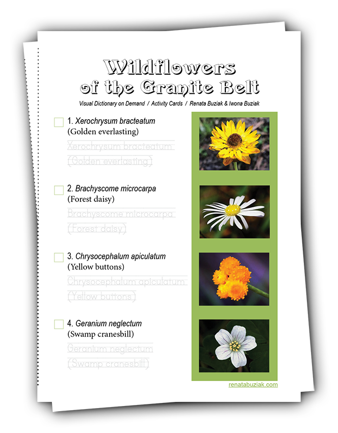 Cover-booklet download-Granite Belt Wildflowers - A4 - renatabuziak.com-Renata Buziak