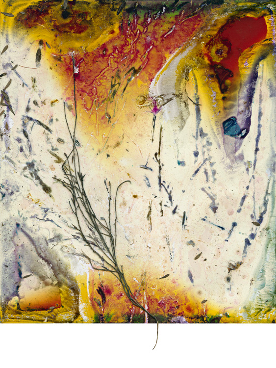 An abstract image of a small tea tree brunch and little leaves on a beige, yellow and red background