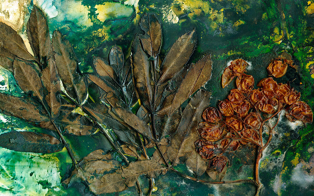 picture of a leafy plant with decaying berries on a green background