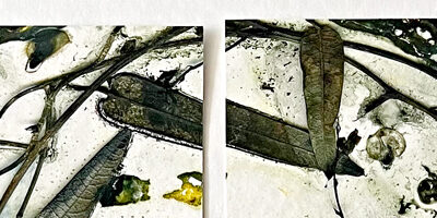 Book Plate Art Project – Medicinal Flora of Minjerribah