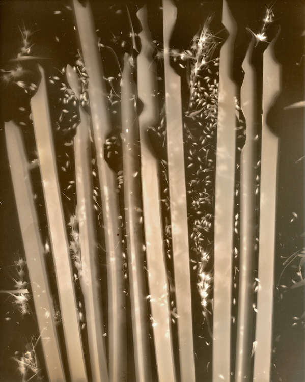 brown clolur image of long thick grass leaves and seeds 