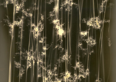 monochrome contact print of Broom purge plant