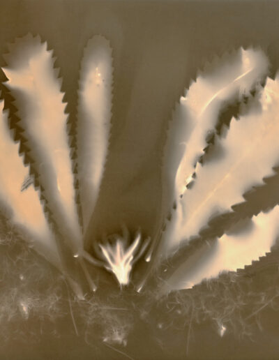 monochrome print of leaves and a flower, in the middle bottom, of Banksia serrata (Saw-tooth-banksia)