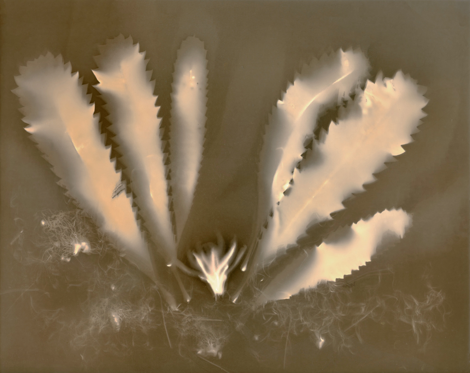 monochrome print of leaves and a flower, in the middle bottom, of Banksia serrata (Saw-tooth-banksia)