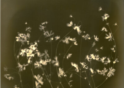 monochrome contact print of Geranium called Swamp cranesbill