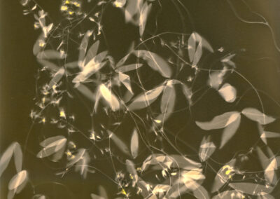 monocrome contact print of Twining glycine vine leaves and flowers