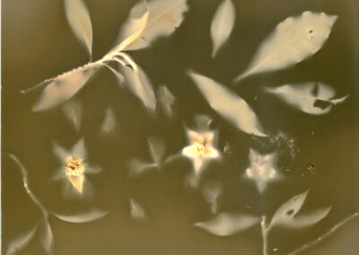 monochrome contact print of climbing guinea flowers and leaves