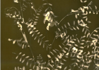 monochrome contact print of a vine called Smooth Darling Pea, its flowers and leaves