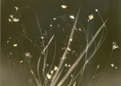 monochrome contact print of a selection of Wildflowers of the Granite Belt