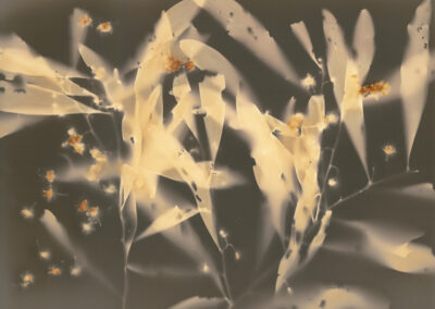 monochrome contact print of Acacia implexa leaves and flowers