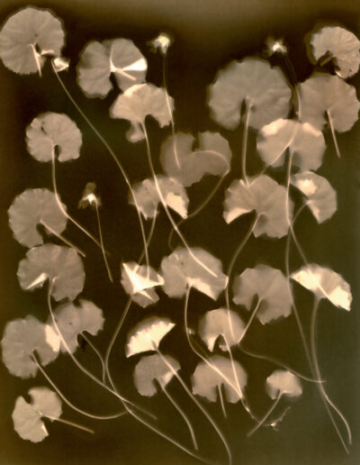 monochrome image of native violet leaves