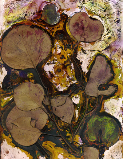 brown leaves of a Box tree, in almost heart shapes, and a green imprint of a leaf