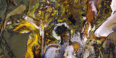 Collections: Polish Spring Festival Exhibition